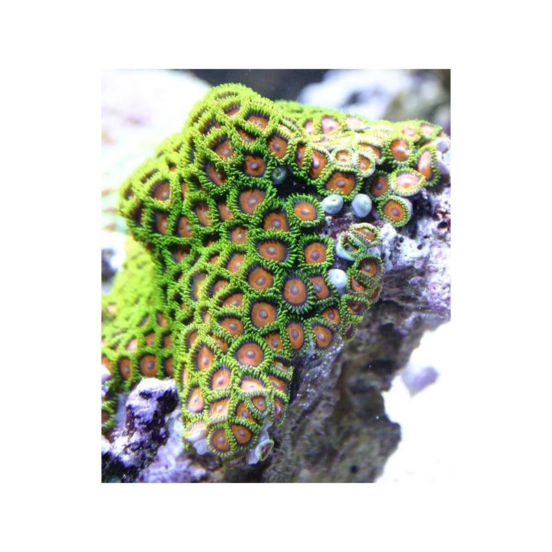 Zoanthus sp. Green - imagine 4